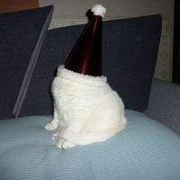 Betül Kanber的照片