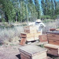 Fotos de doble de reinas Apicultura