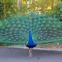 Mohamed Mido's Photo