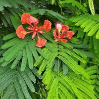 Sajib Sheikh's Photo