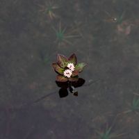 adriana carlota hellmund的照片