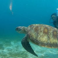 Amarie Tolentino的照片