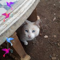 Âme Amitie的照片