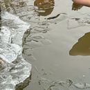 Icebathing in the Wöhrder See's picture