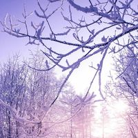 Guillaume Hommel's Photo