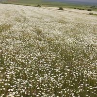 Kiyomars Imani的照片