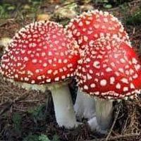 Sonia Tessi的照片