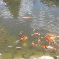 Lypnyk Oksana's Photo