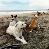 Sofia Sarre的照片