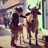 Le foto di Arjun Pathi Da