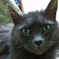 Photos de Irene Gorley