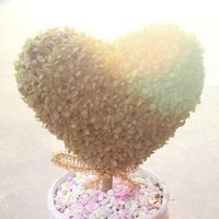 Truong Chinh的照片