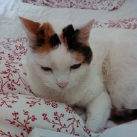 Elisabeth Jacquet的照片