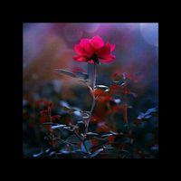 Photos de Reena Reenu