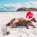 Boxing Day meetup at Shelly Beach's picture