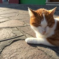 Arisa Kojima的照片