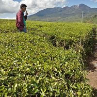 Jerry Anelka's Photo