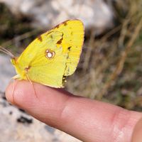 Gergana Nikolova's Photo