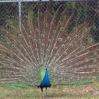 Rachelle Record的照片