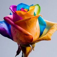 Isabelle Poulin's Photo