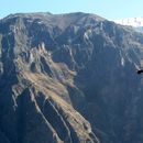Trekking independiente al Cañón del Colca (2 días)'s picture
