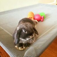 Robert Gregory的照片