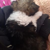 Fotos von Felix Calcina