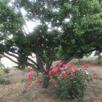 Elaheh Amjad的照片