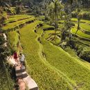 Ubud Day Tour - Rice Terrace, Temple & Waterfall's picture