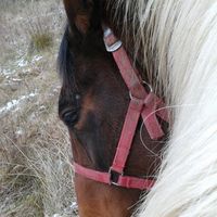 Isabelle de Rebelle的照片