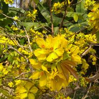 Tracy Nguyen's Photo