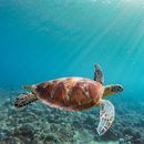 🌊   Xiaoliuqiu Weekend Trip 🐢的照片