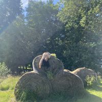 Flora Jefkaj's Photo