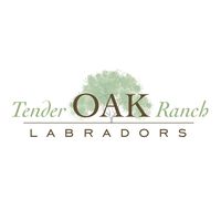 Tender OAK Labradors's Photo