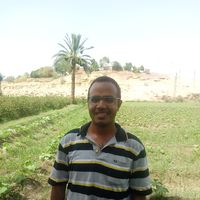 Mahmoud Ahmed's Photo