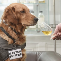 robert goldstein的照片