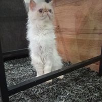 Hind Amellal's Photo