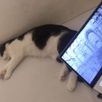 Fotos de Cahya Pratama