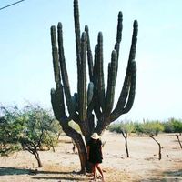 Auris Colina's Photo