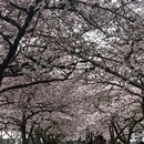 Cherry Blossoms 🌸  and Saturday Market Lunch的照片