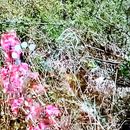 Recibir Año Nuevo 2026's picture