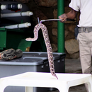 A visit to Bangkok's Snake Farm's picture