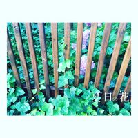 Lee KalarHelen's Photo