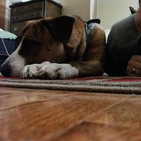 Diana Kavakos's Photo