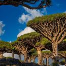 The Best Way To Travel To Socotra 's picture