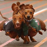 Vladislav Veselý的照片