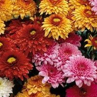 Sulo Punker的照片