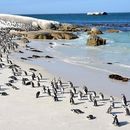 Boulders beach + Cape of Good Hope SAT Or SUN的照片