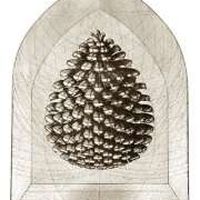 Kale Rutabaga的照片