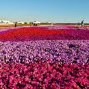 Yanbu Flower Festival Trip 🌺's picture